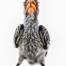 Yellow Billed Hornbill