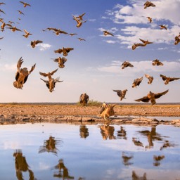 Sandgrouse