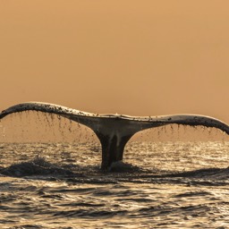 Humpback Tail At Dawn
