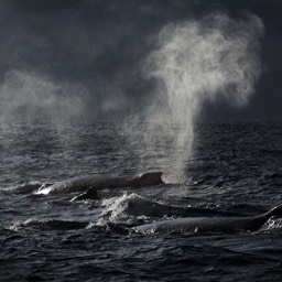 Humpback Whales
