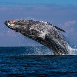 Humpback Breach