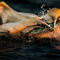 Gannets Squabbling