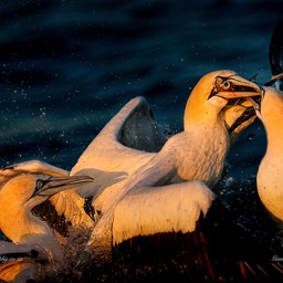 Gannets Squabbling