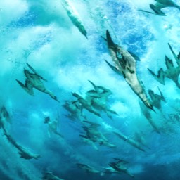 Gannets Underwater