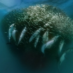 Dolphin Working A Baitball