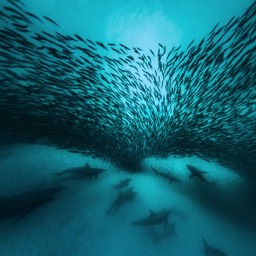 Sardines Hunted