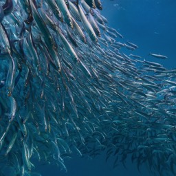 Sardines