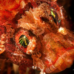 Scorpionfish Lembe Straits
