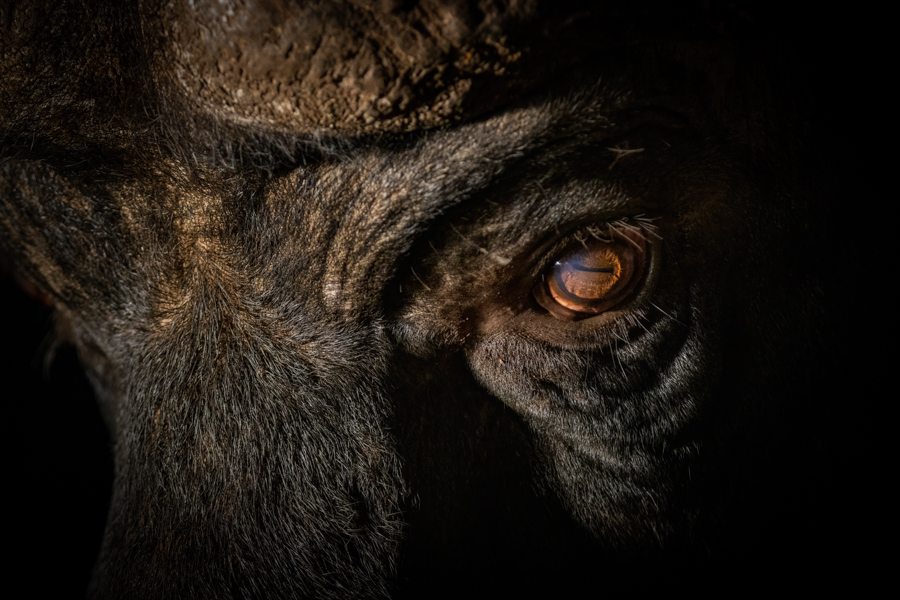 Buffalo Close UP