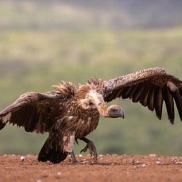 Prancing Vulture